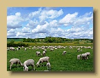 Mai Schafweide bei den Zusmarshauser Krautgärten (1)